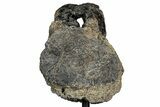 Fossil Theropod Dinosaur (Allosaurus) Dorsal Vertebra - Wyoming #356888-6